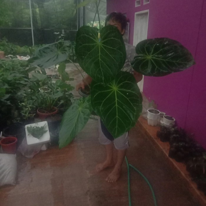 POHON KUPING GAJAH MAGNIFICUM SUPER JUMBO BATANG KOTAK