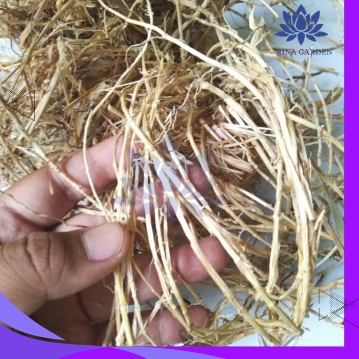 

AKAR ALANG ALANG KERING 100 GRAM DIJAMIN GRATIS ONGKIR
