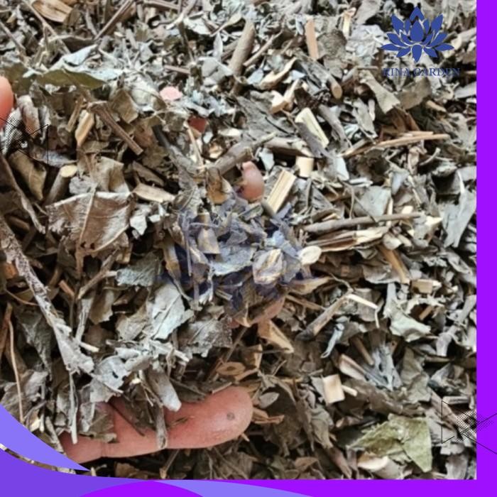 

DAUN KEJI BELING KERING 100 GRAM KUALITAS PRODUK TERBAIK