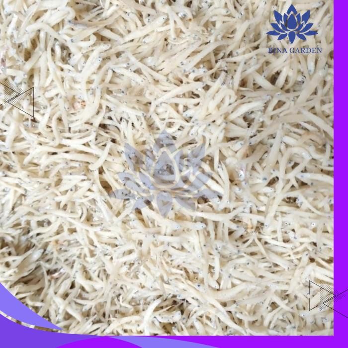 

TERI PUTIH 100GR - TERI NASI - TERI MEDAN PRODUK PILIHAN