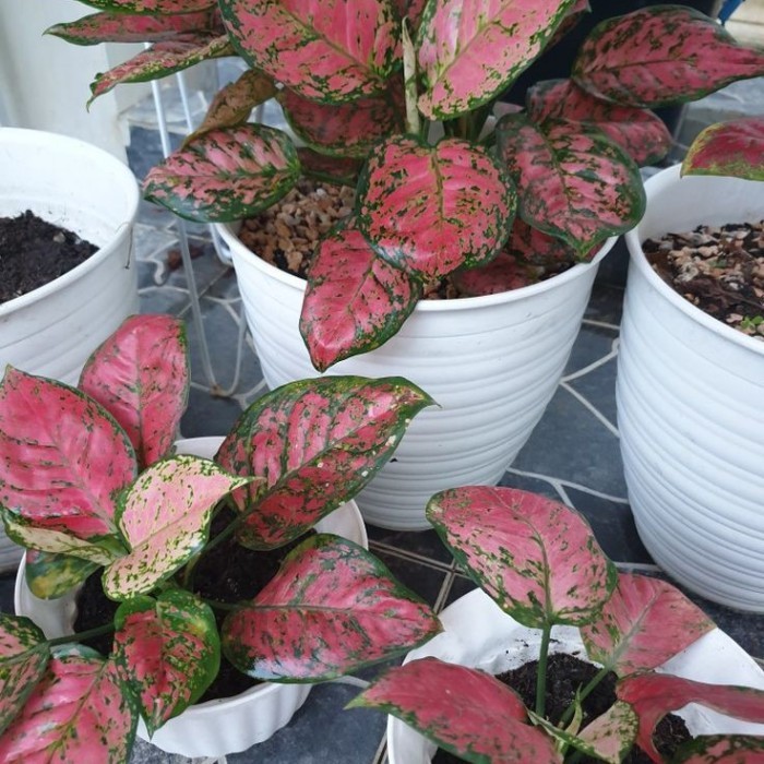 aglonema red sumatra