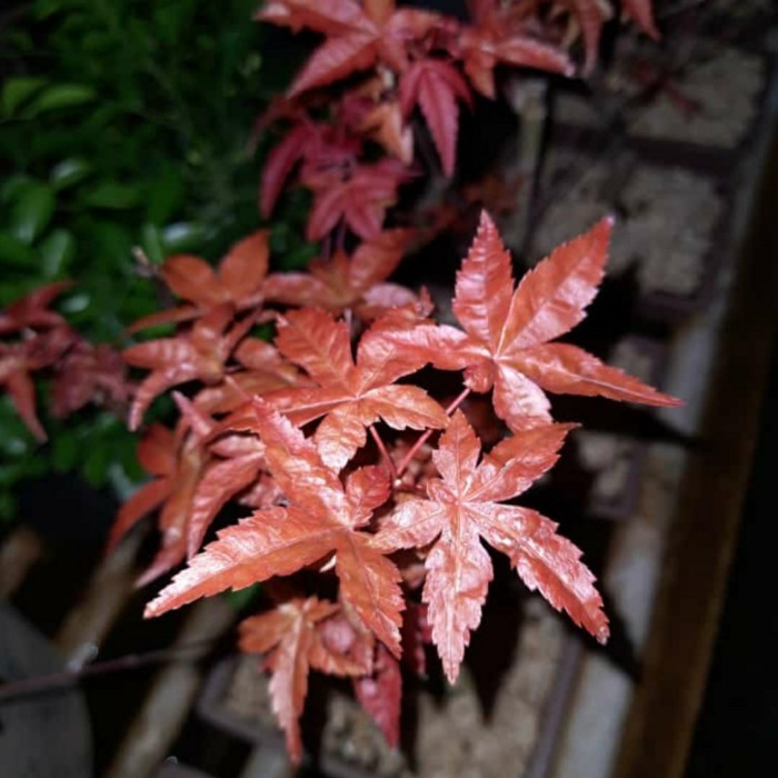 Pohon Maple Jepang Asli -Gratisongkir
