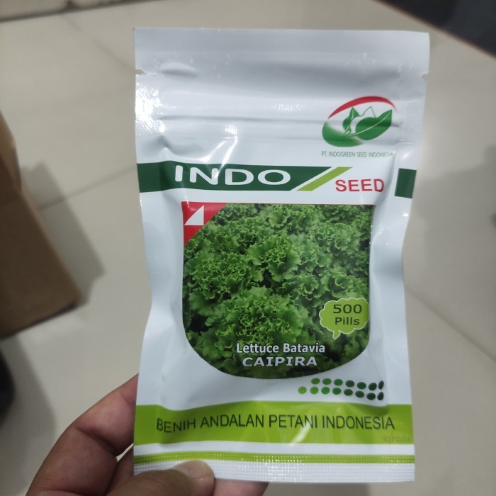 Benih Selada Caipira Kemasan 500 Pills -Gratisongkir