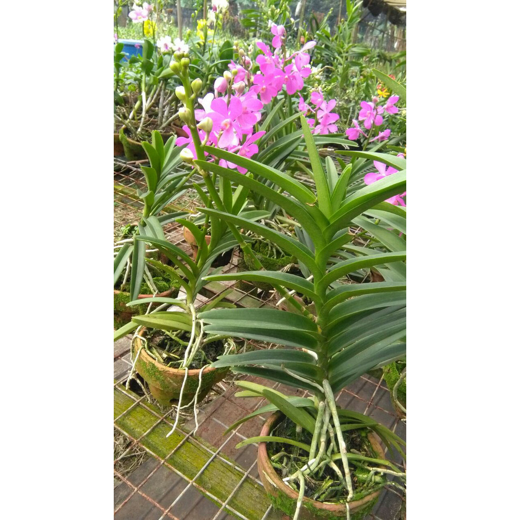 Anggrek Vanda Mokara Pink -Gratisongkir