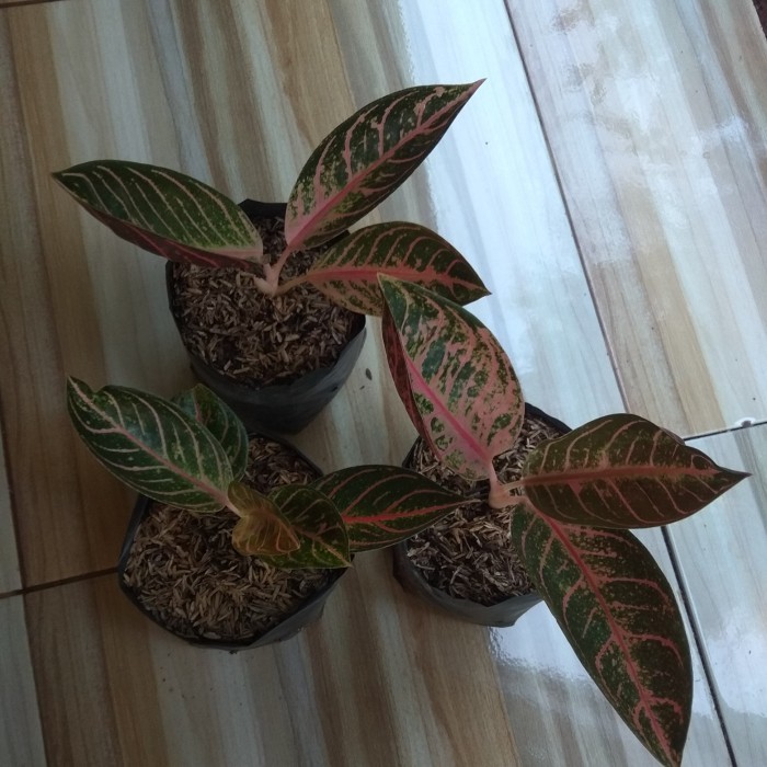 Bibit Aglaonema Pride Of Sumatra / Aglonema Red Sumatra -Gratisongkir