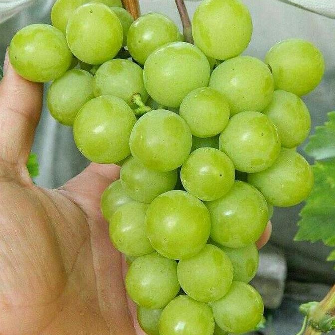 

BIBIT ANGGUR IMPOR SUPERIOR