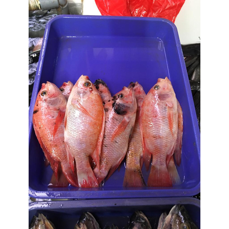 

Ikan nila 1 kg