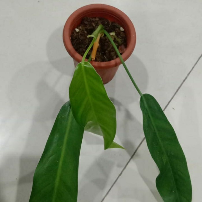 Philodendron Patriciae Ekonomis