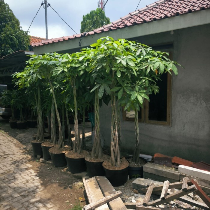 TERMURAH - tanaman pachira money tree kepang size besar