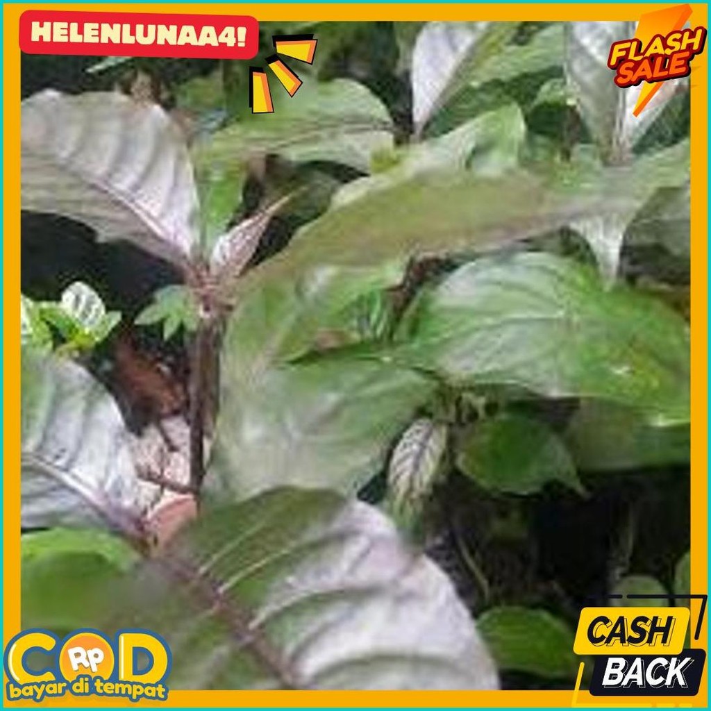 

Daun Ungu / Handeuleum Segar 50 Lembar Untuk Wasir / Ambeien2 (Lagi Diskon)
