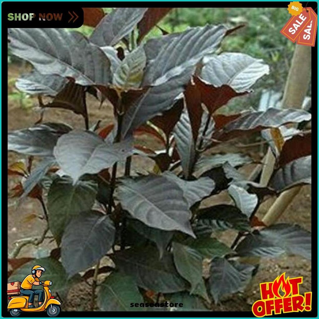 

Daun Ungu / Handeuleum Segar 50 Lembar Untuk Wasir / Ambeien2 (Cod)