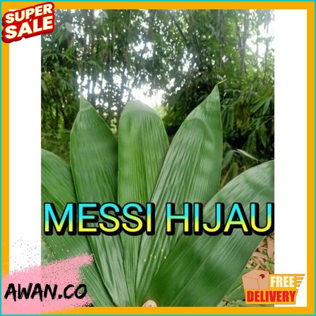 

Daun Bambu Jumbo 8-10Cm, Bungkus Bakcang 100Lembar (Lagi Rame)