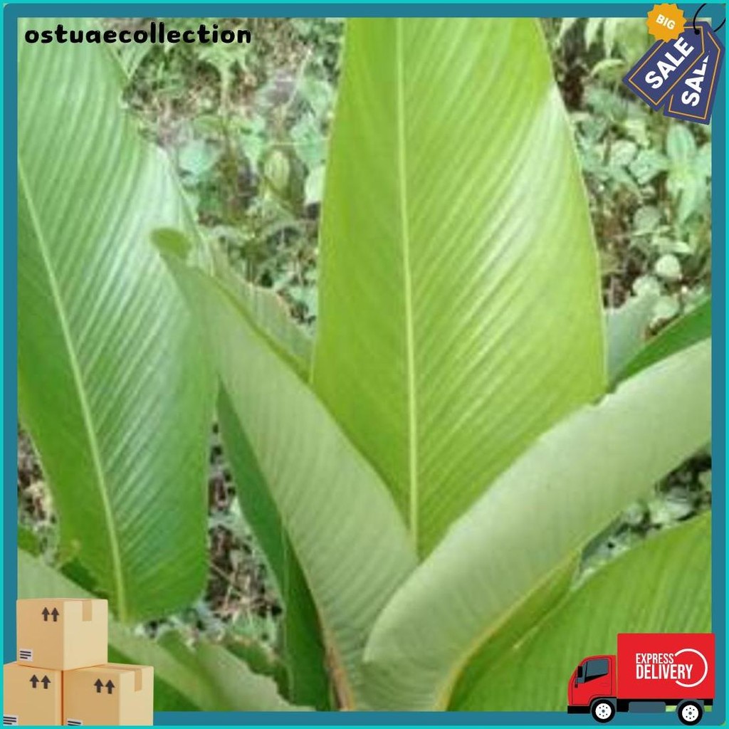 

Daun Lipung Daun Patat Daun Pembungkus Lontong (Lagi Diskon)
