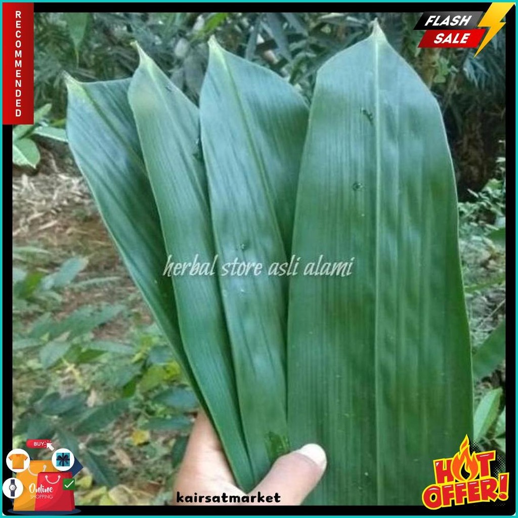 

Daun Bambu Segar Buat Herbal/Bungkus Bacang/Bakcang/Kicang 100 Lbr (Lagi Viral)