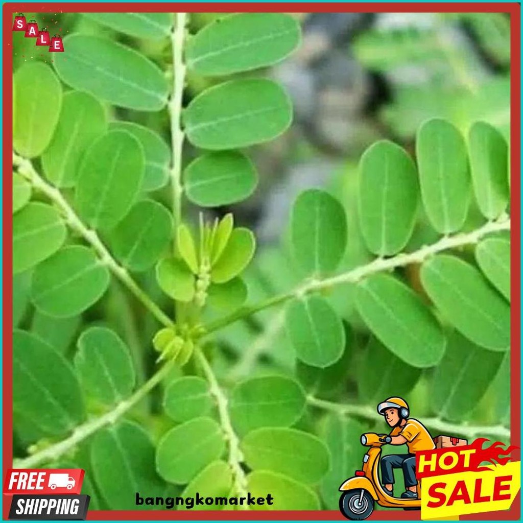 

Daun Meniran Segar 500 Gram (Murmer)