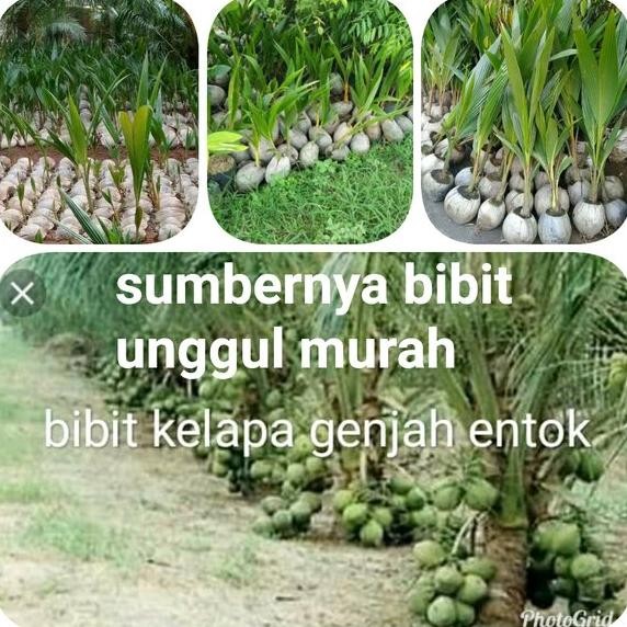 

kelapa genjah entok