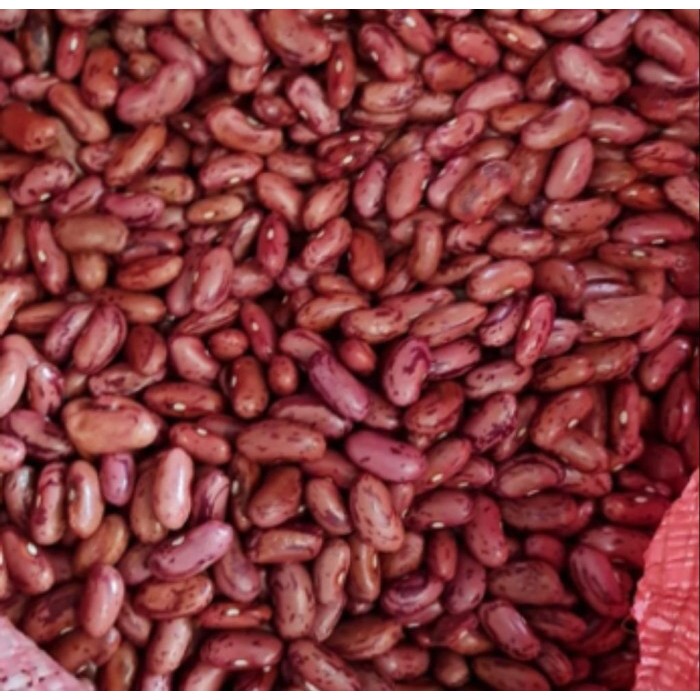 

BERGARANSI kacang merah kacang jogo 1 kg ukuran besar Premium dijamin FRESH !!