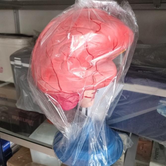 

kerangka model phantom manekin alat peraga otak