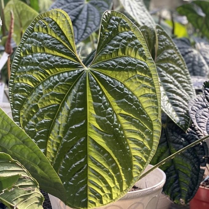 Anthurium Luxurians Dark Split