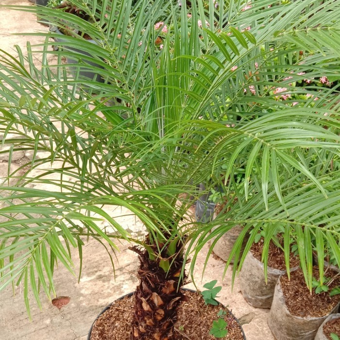 tanaman hias/bunga/pohon palem phoenix palm sikas tinggi 1 meter + pot