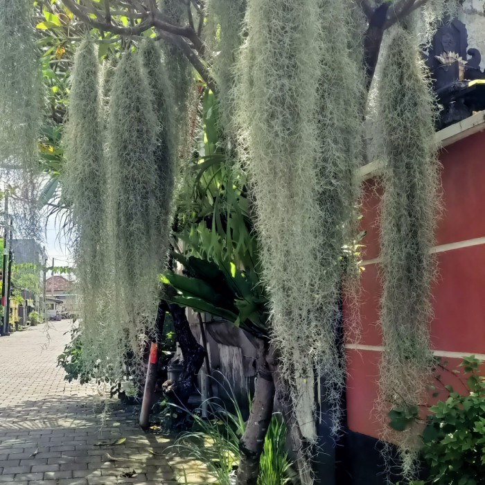 Jenggot musa 90-100cm / Spanish moss / Jenggot nabi / Jenggot dewa