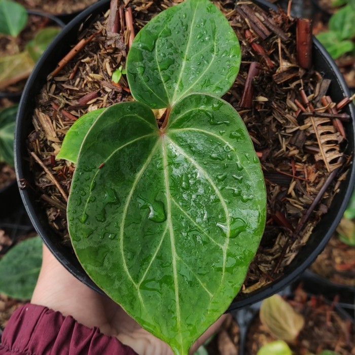 anthurium king of spades