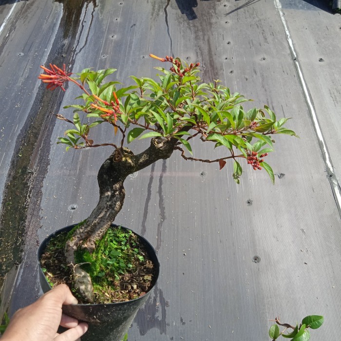 bonsai jadi pusaka gaka meliuk