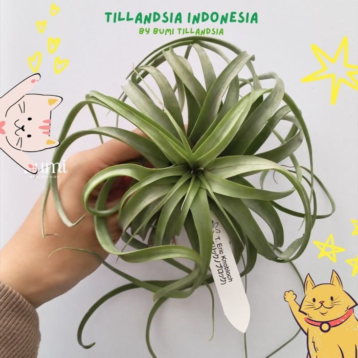 Tillandsia Eric Knobloch - Air Plants Tanaman Udara