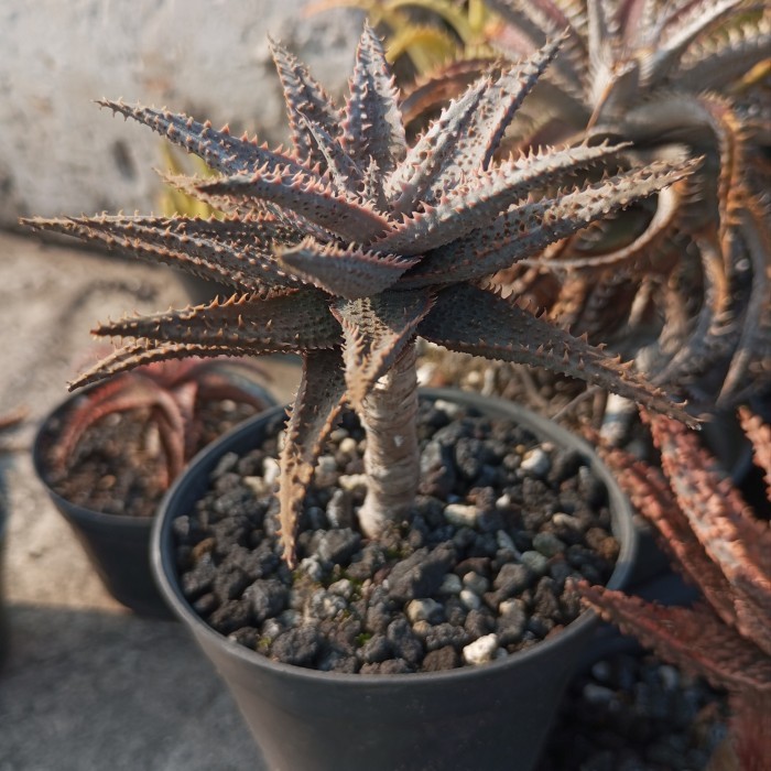 Aloe TCT Hybrid 'Clone 10'