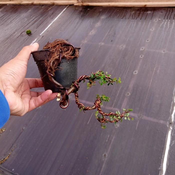 bahan/bakalan bonnsai ulmus