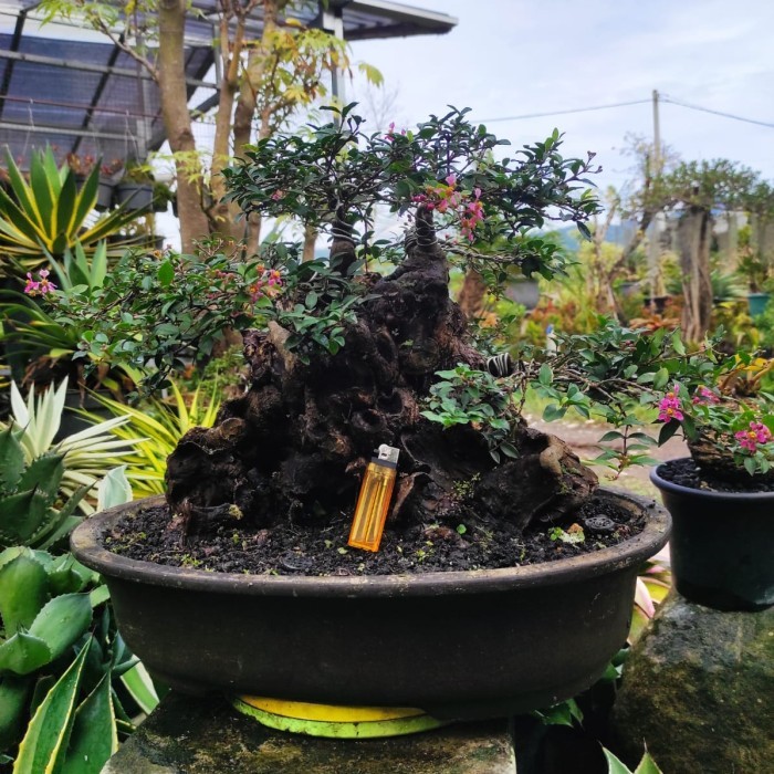 TANAMAN JADI BONSAI SAKURA MIKRO