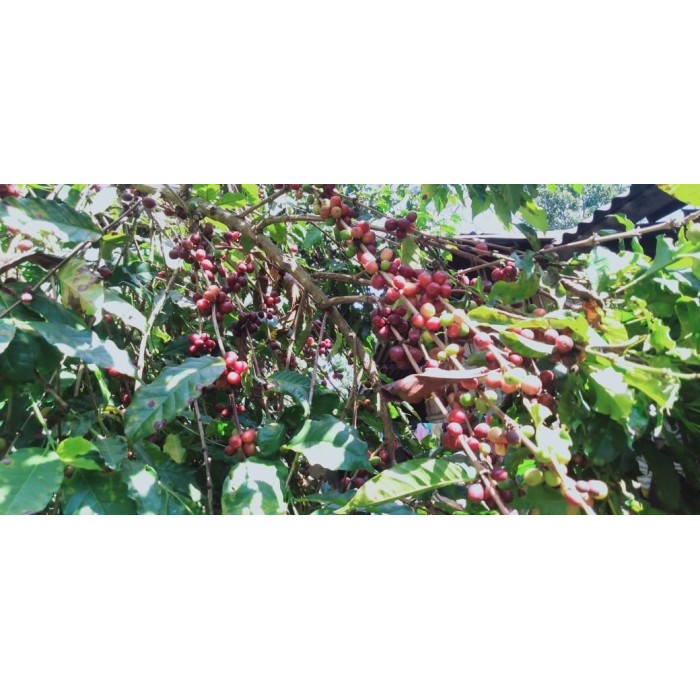 

Green Bean Arabika Flores Bajawa Full Wash / Kopi Mentah - 1 Kg