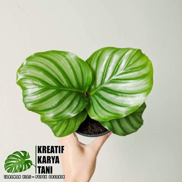 Tanaman Hias Calathea Orbifolia - Calathea Orbifolia Orbi
