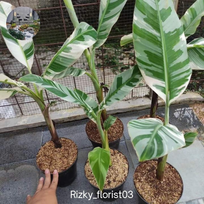 tanaman hias pisang variegata promo - pohon pisang varigata