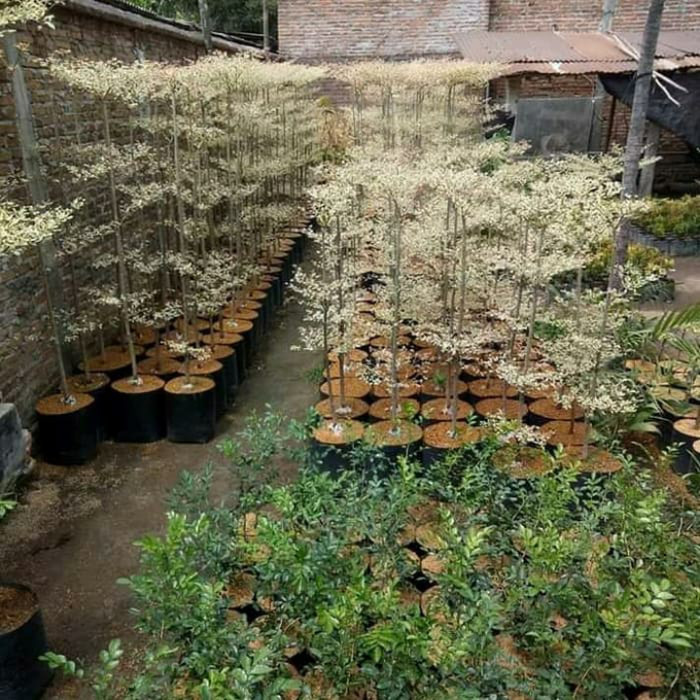 tanaman hias ketapang kencana varigata-ketapang mini putih