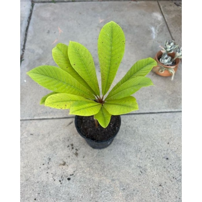 Tanaman Mamey Sapote Magana / bibit pohon sawo jumbo oren