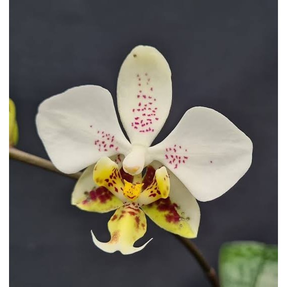 [ REMAJA ] Phalaenopsis stuartiana