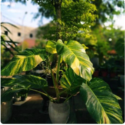 Sirih gading belanda - size m variegata jumbo - Epipremnum aureum