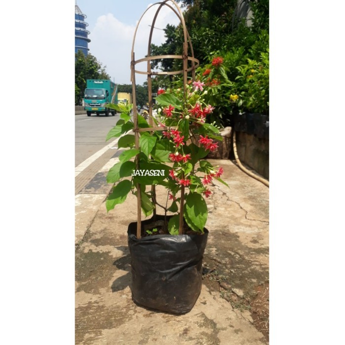 Bunga Melati Belanda Wangi