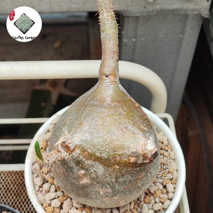 pachypodium gracilius wild specimen madagascar plant