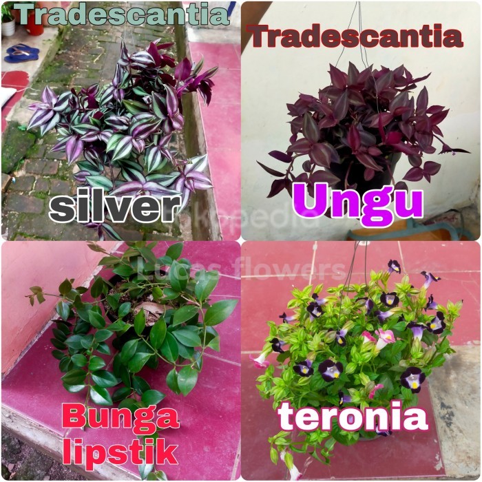 Paket 4 tanaman gantung murah