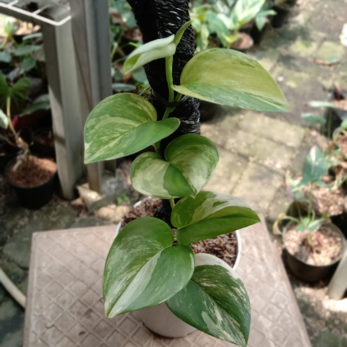 scindapsus rubicon variegata