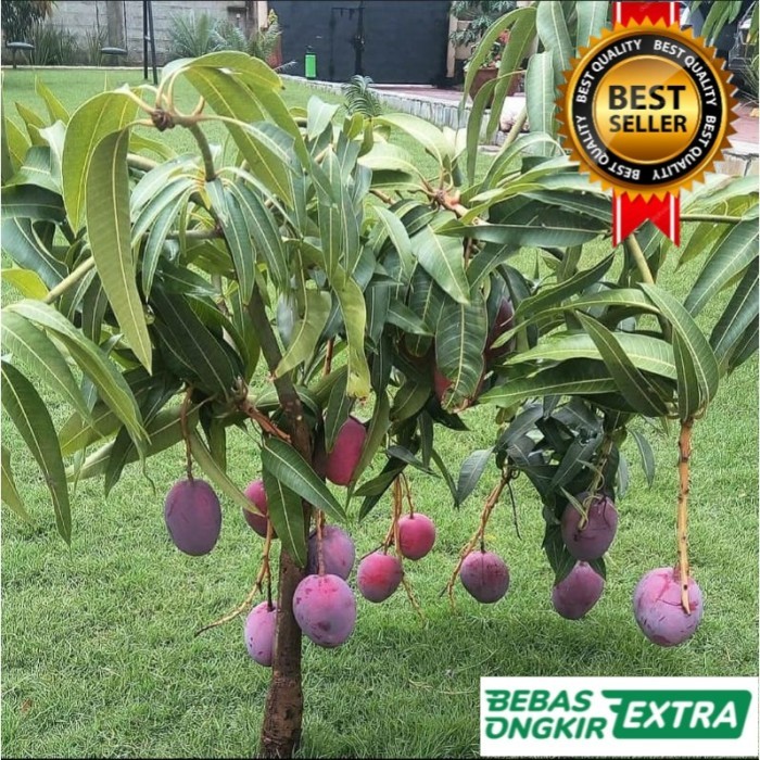 Bibit Mangga Irwin Tinggi 1 Meter Up Cepat Berbunga