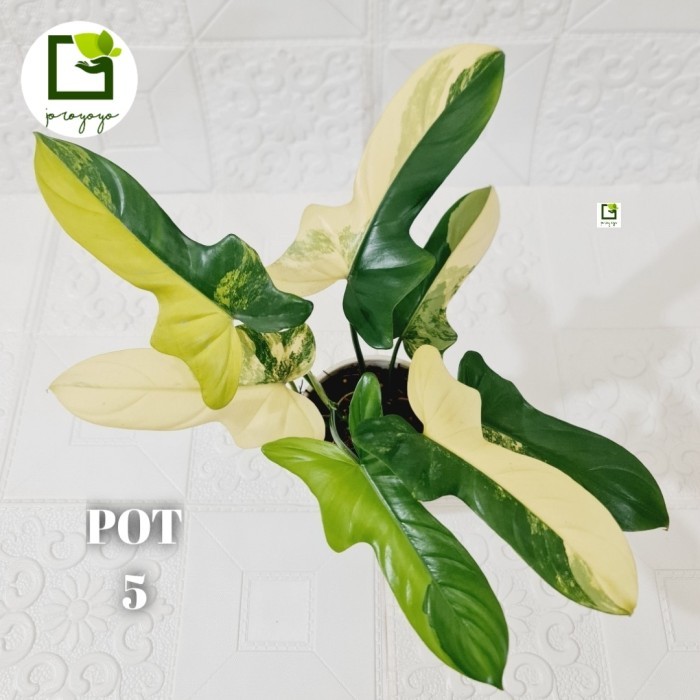 Philodendron Bipennifolium/Violin Variegata