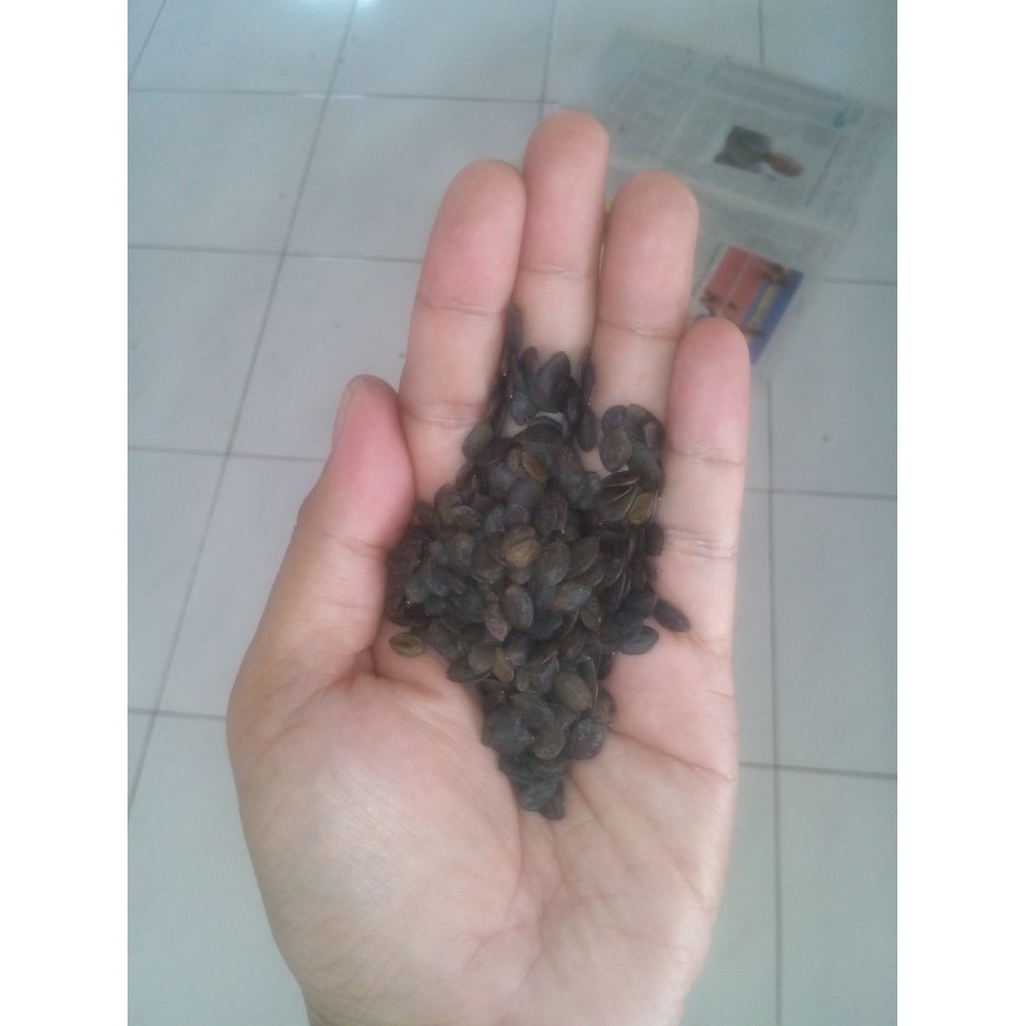 TERBARU Benih Kaliandra Merah