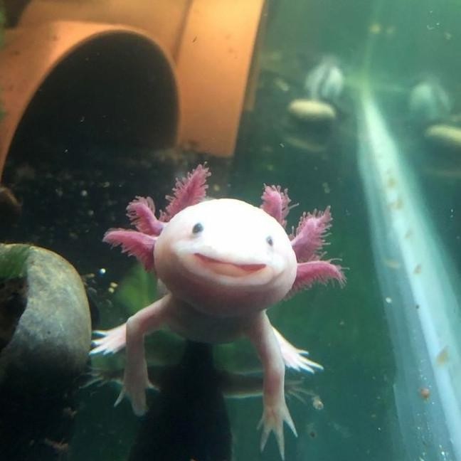 NEW IKAN HIAS AXOLOTL LEUQISTIC SALAMANDER