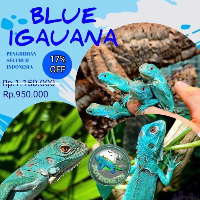 BLUE- REPTILE - IGUANA BLUE / BLUE IGUANA / IGUANA BIRU