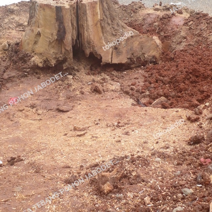 CABUT TUNGGUL/AKAR ,TEBANG POHON PANGKAS POHON JABODETABEK