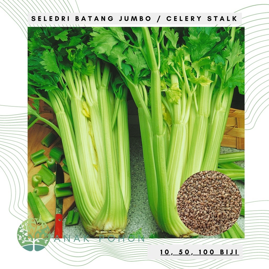 Benih Bibit Biji - Seledri Batang Besar Jumbo Celery Stalk Seeds - IMPORT E8S9