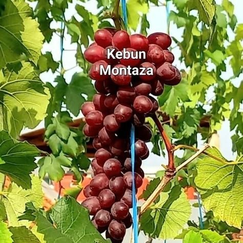 

Bibit Anggur Import Jupiter Kebun Montaza Impor Ownroot Grafting Stek COD